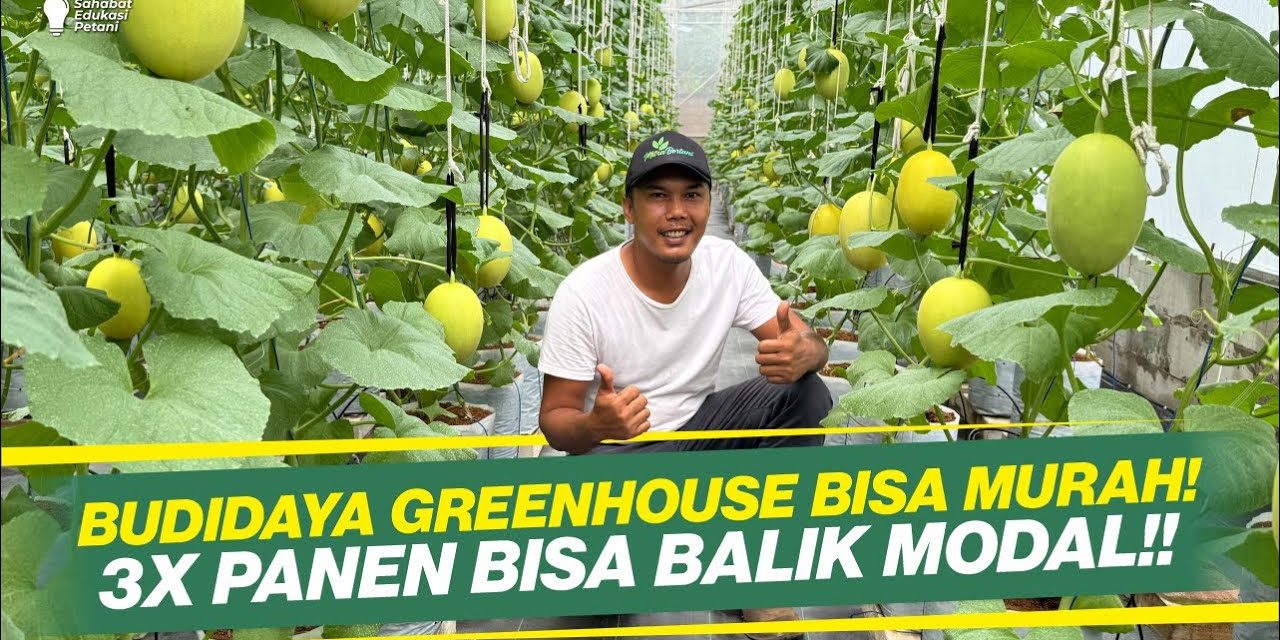 Rahasia Sukses Tanam Melon Hidroponik Di Greenhouse
