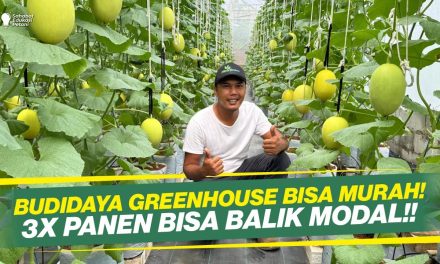 Rahasia Sukses Tanam Melon Hidroponik Di Greenhouse