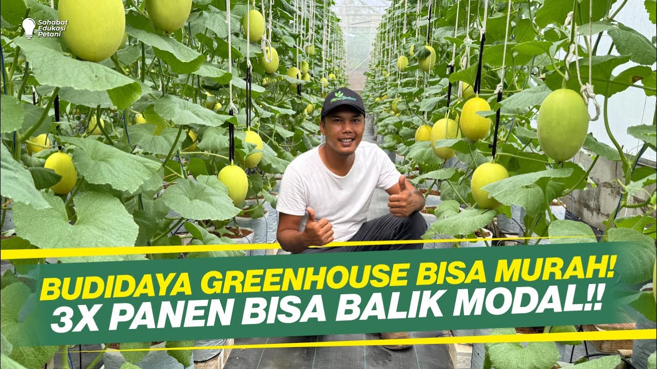 Rahasia Sukses Tanam Melon