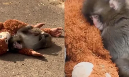 Masih Berproses, Punch Berusaha Menyatu Dengan Kawanan