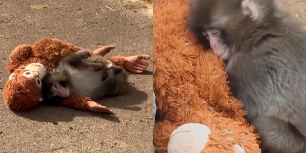 Masih Berproses, Punch Berusaha Menyatu Dengan Kawanan