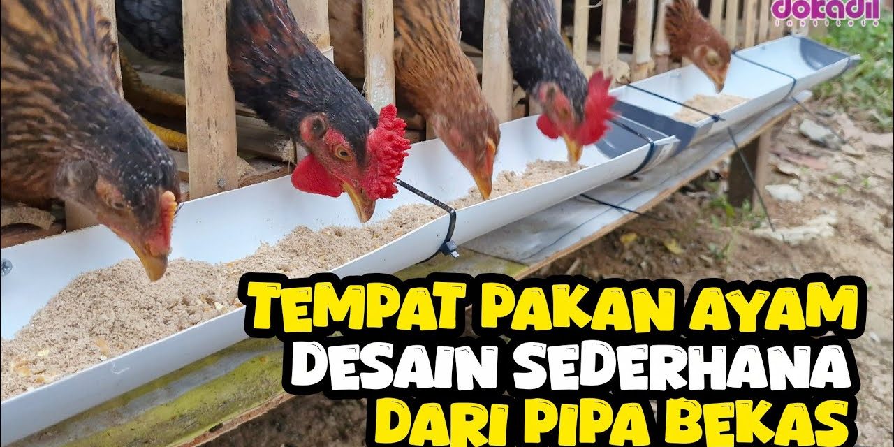 Solusi Hemat! Tempat Pakan Ayam Dari Pipa PVC Anti Tumpah