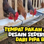 Solusi Hemat! Tempat Pakan Ayam Dari Pipa PVC Anti Tumpah