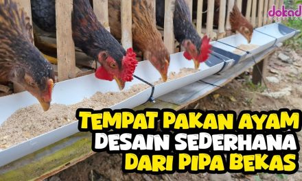 Solusi Hemat! Tempat Pakan Ayam Dari Pipa PVC Anti Tumpah