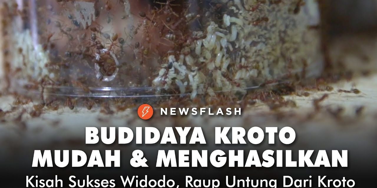 Cara Sukses Beternak Kroto Di Rumah Meski Modal Terbatas