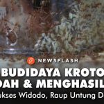 Cara Sukses Beternak Kroto Di Rumah Meski Modal Terbatas