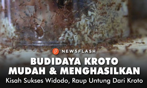 Cara Sukses Beternak Kroto Di Rumah Meski Modal Terbatas