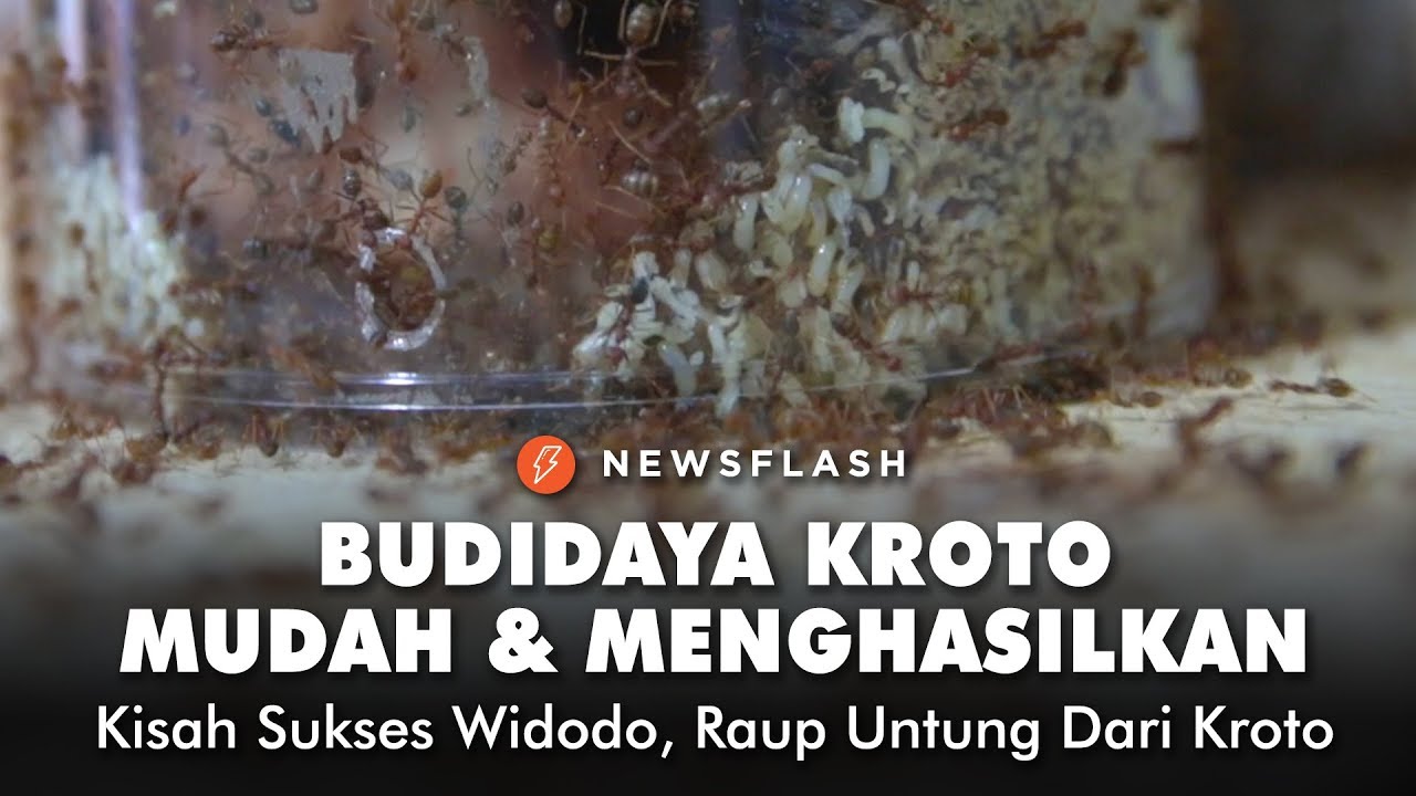 Cara Sukses Beternak Kroto