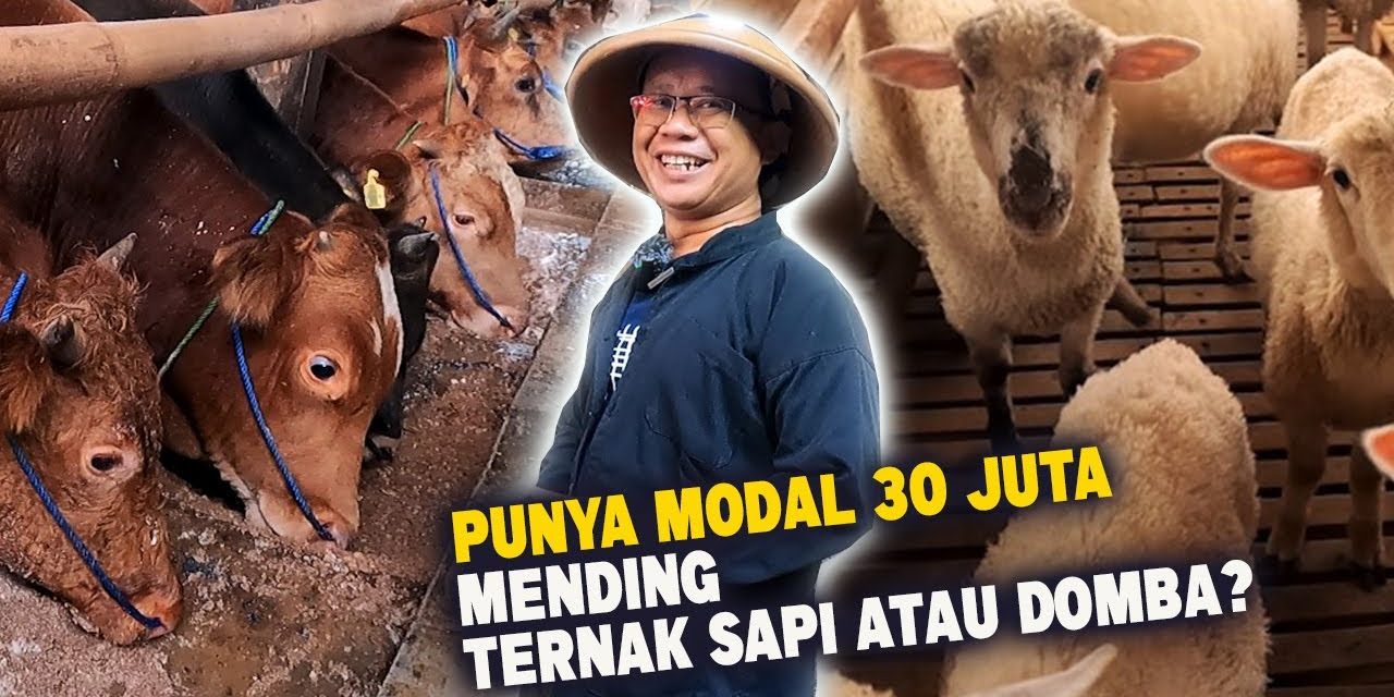 Lebih Cepat Balik Modal Ternak Sapi Atau Kambing? Ini Faktanya