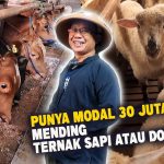 Lebih Cepat Balik Modal Ternak Sapi Atau Kambing? Ini Faktanya