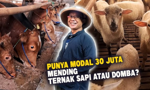 Lebih Cepat Balik Modal Ternak Sapi Atau Kambing? Ini Faktanya