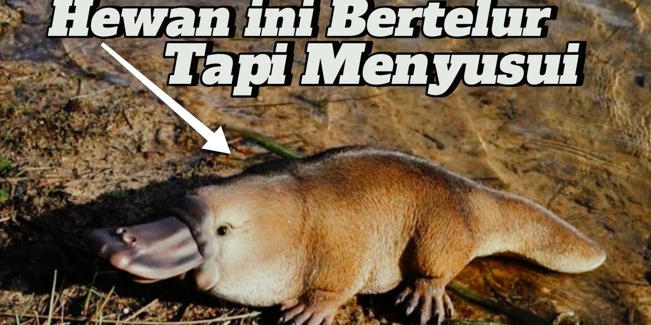 Platypus Mamalia Unik Punya Paruh Mirip Seperti Bebek