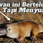 Platypus Mamalia Unik Punya Paruh Mirip Seperti Bebek
