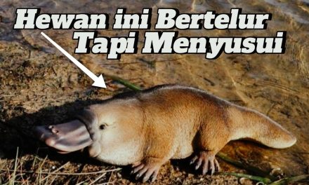 Platypus Mamalia Unik Punya Paruh Mirip Seperti Bebek