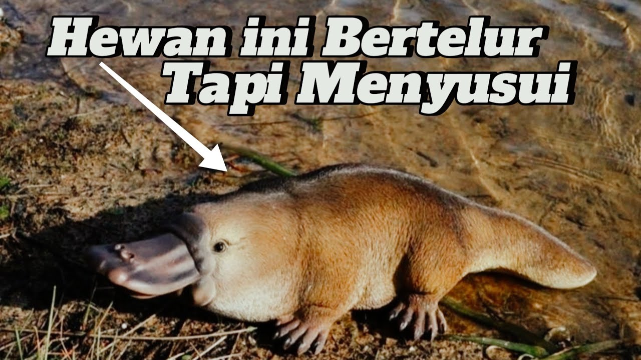 Platypus
