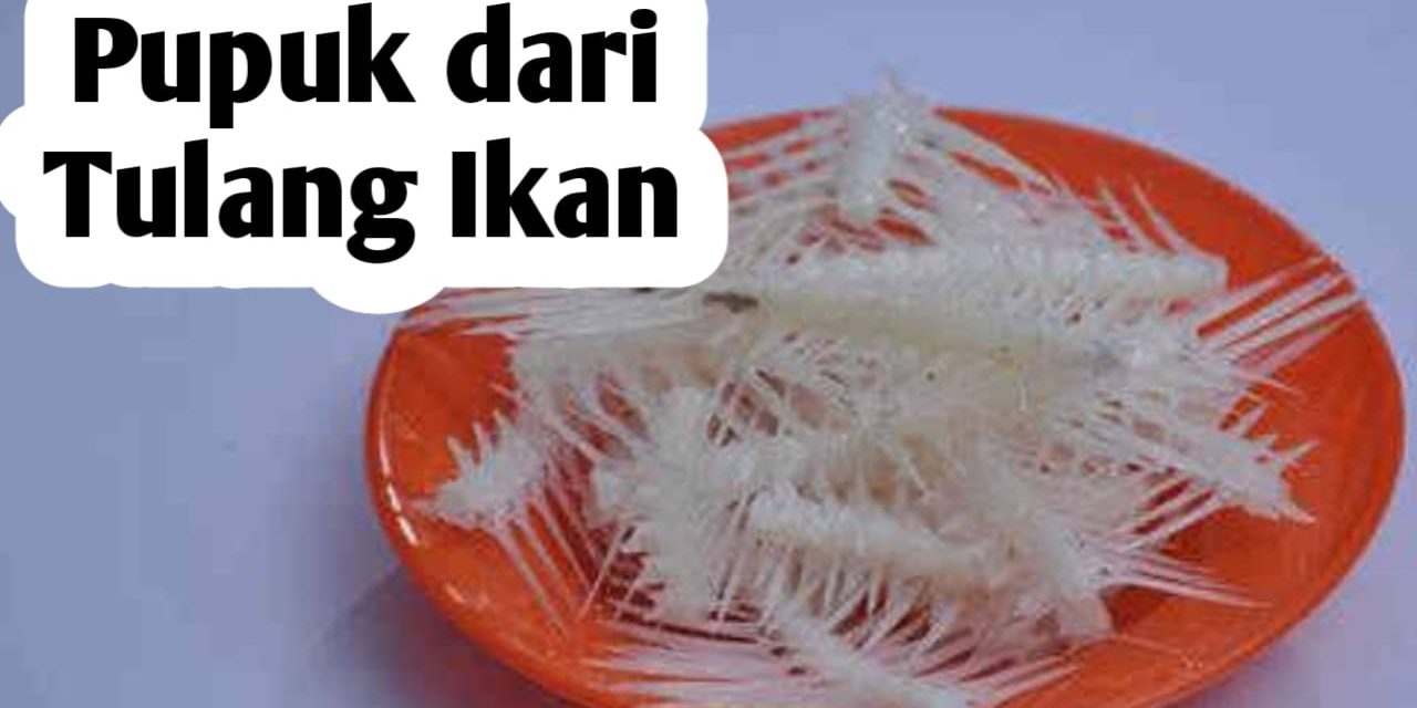 Pupuk Organik Dari Duri Ikan: Ini Cara Membuat Dan Manfaatnya