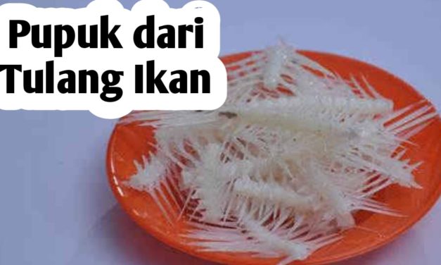 Pupuk Organik Dari Duri Ikan: Ini Cara Membuat Dan Manfaatnya