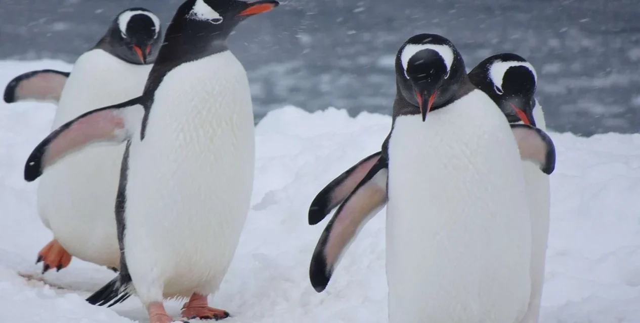 Tingkah Laku Penguin Memiliki Strategi Untuk Bertahan Hidup