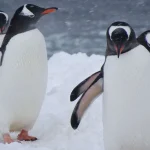 Tingkah Laku Penguin Memiliki Strategi Untuk Bertahan Hidup