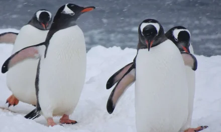 Tingkah Laku Penguin Memiliki Strategi Untuk Bertahan Hidup