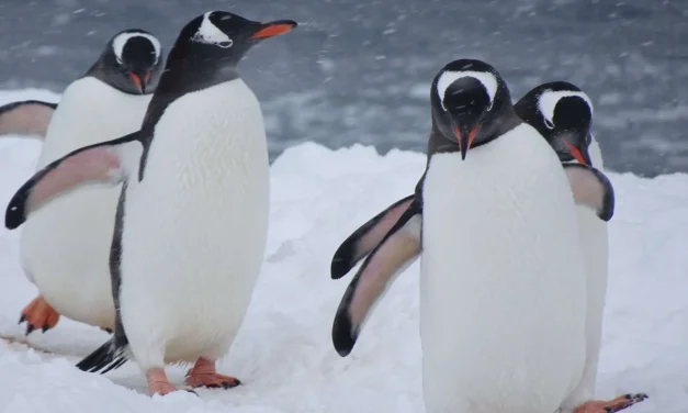Tingkah Laku Penguin Memiliki Strategi Untuk Bertahan Hidup