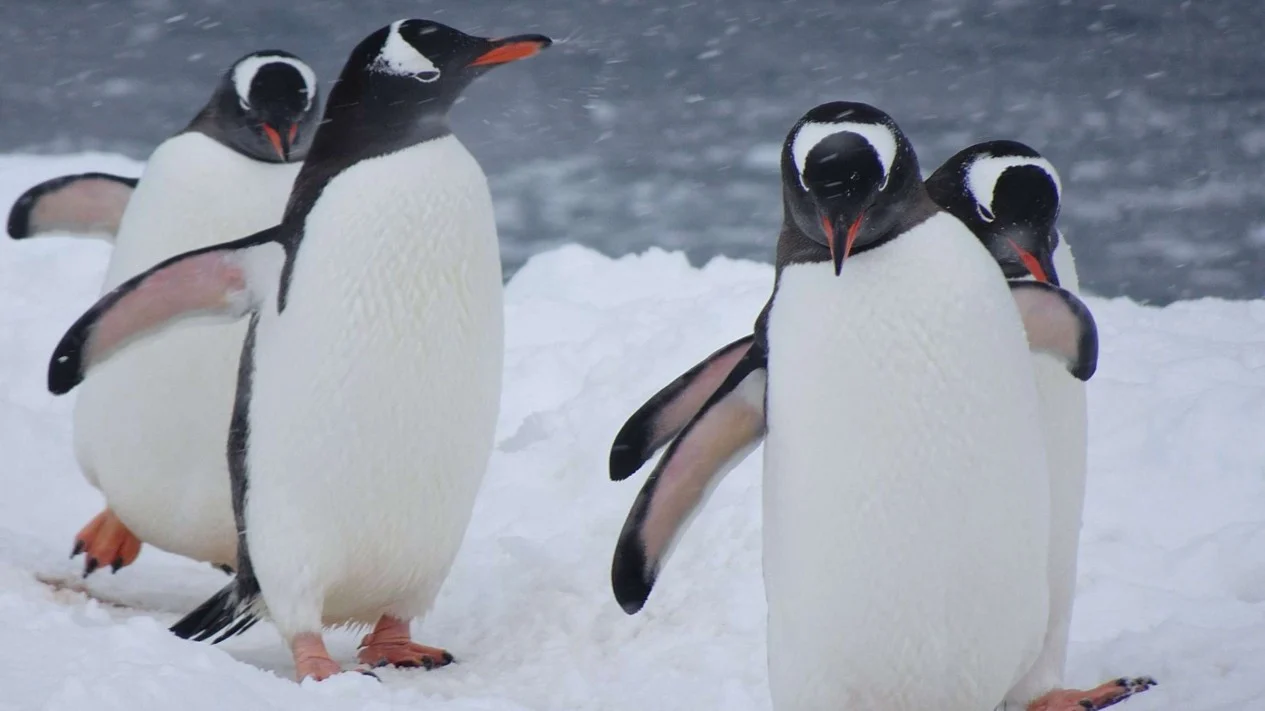 Tingkah Laku Penguin