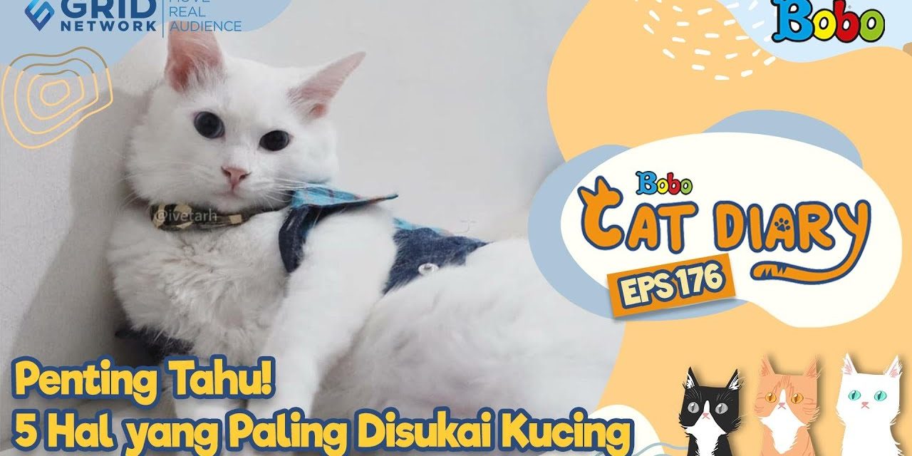 Tips Menyenangkan Kucing Untuk Mendapatkan Hatinya,Yuk Liat