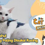 Tips Menyenangkan Kucing Untuk Mendapatkan Hatinya,Yuk Liat