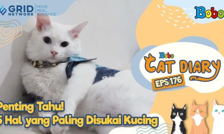 Tips Menyenangkan Kucing Untuk Mendapatkan Hatinya,Yuk Liat