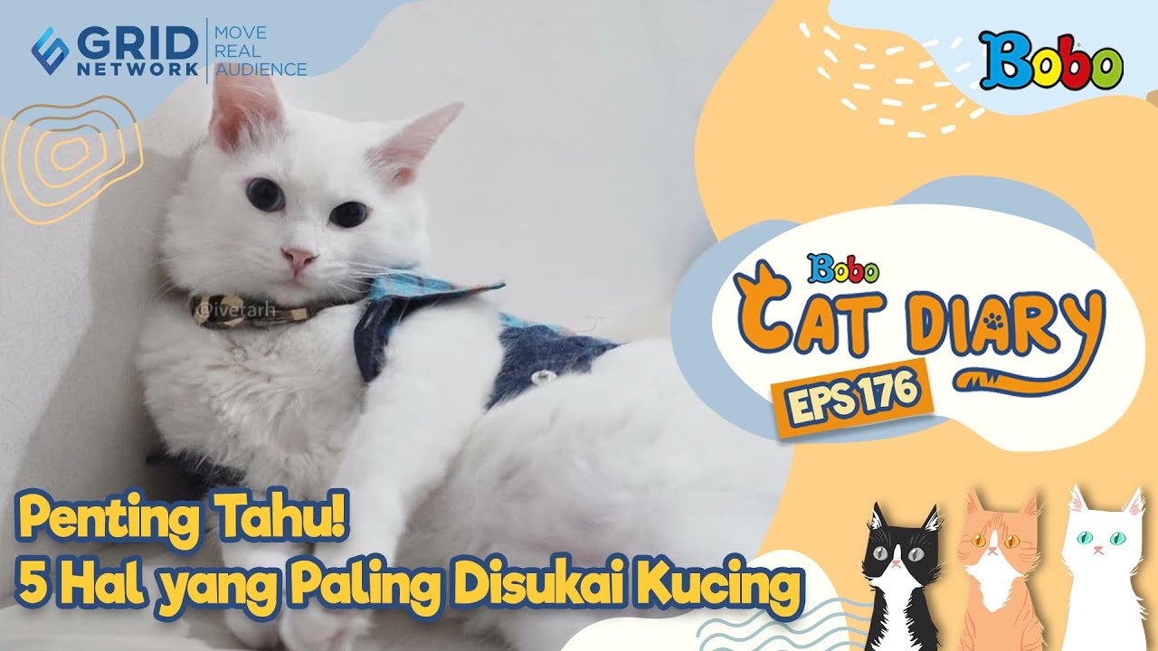 Tips Menyenangkan Kucing