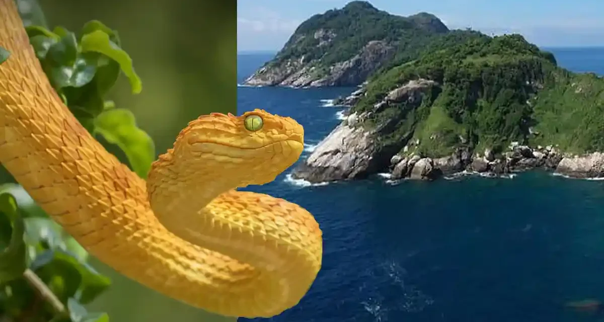 Fakta Unik Golden Lancehead Spesies Yang Sangat Mematikan