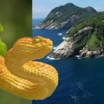 Fakta Unik Golden Lancehead Spesies Yang Sangat Mematikan