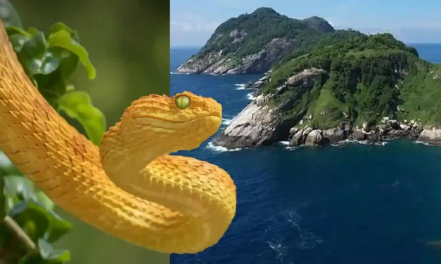 Fakta Unik Golden Lancehead Spesies Yang Sangat Mematikan
