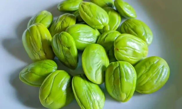 Sayur Petai Makanan Khas Yang Di Gemari Karena Aroma Uniknya
