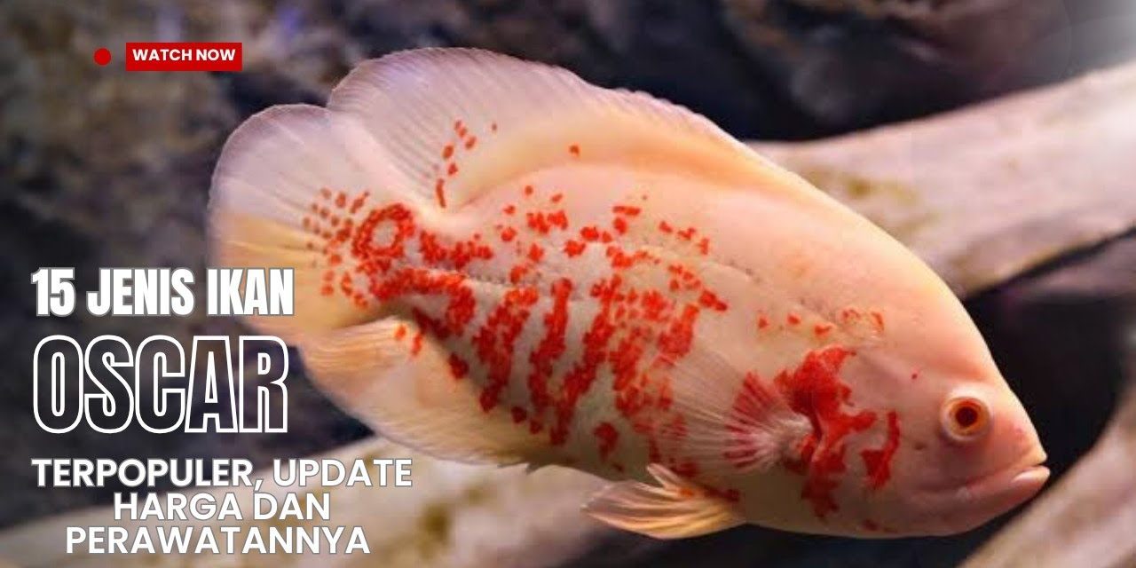 Ikan Oscar Sangat Populer Di Kalangan Penghobi Ikan Hias