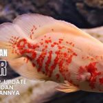 Ikan Oscar Sangat Populer Di Kalangan Penghobi Ikan Hias