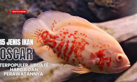 Ikan Oscar Sangat Populer Di Kalangan Penghobi Ikan Hias