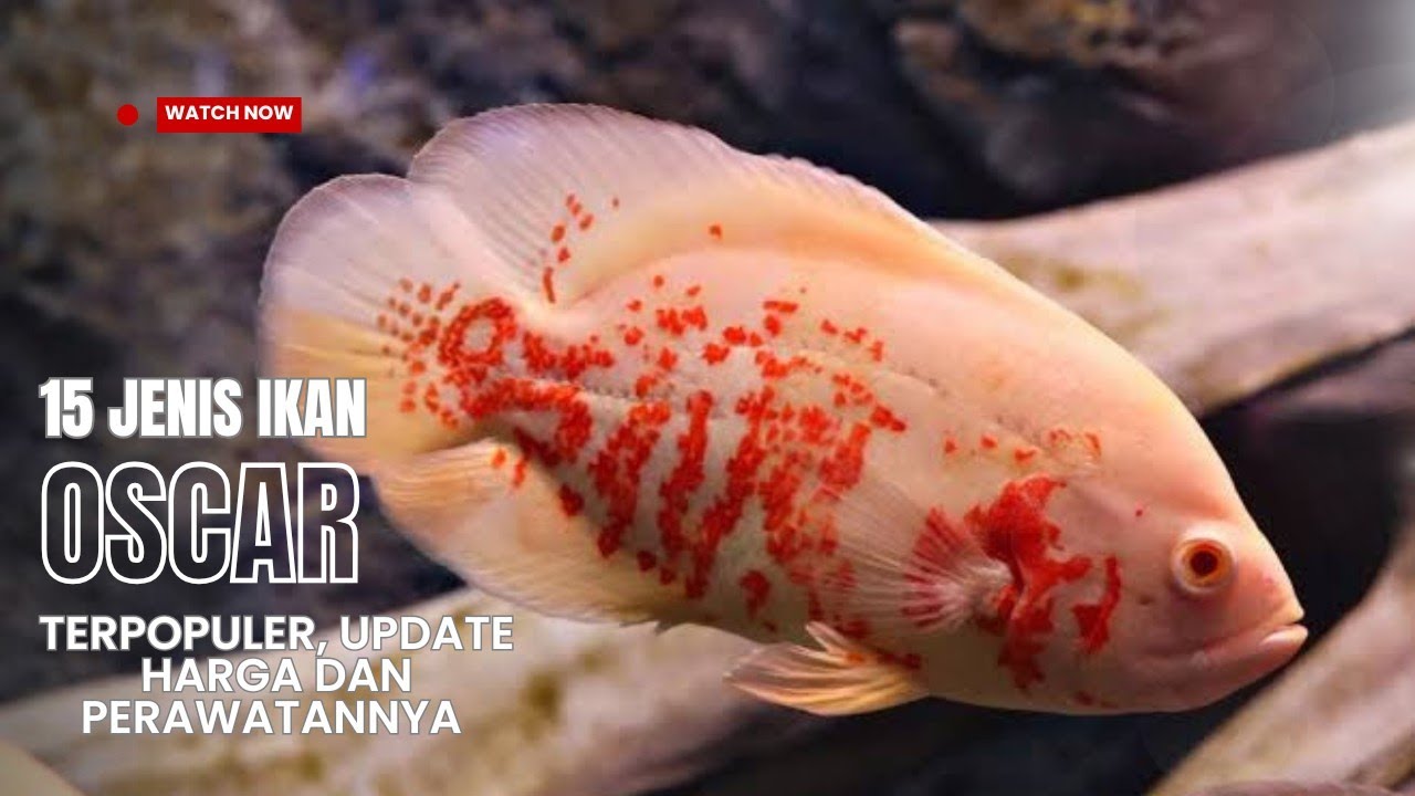 Ikan Oscar